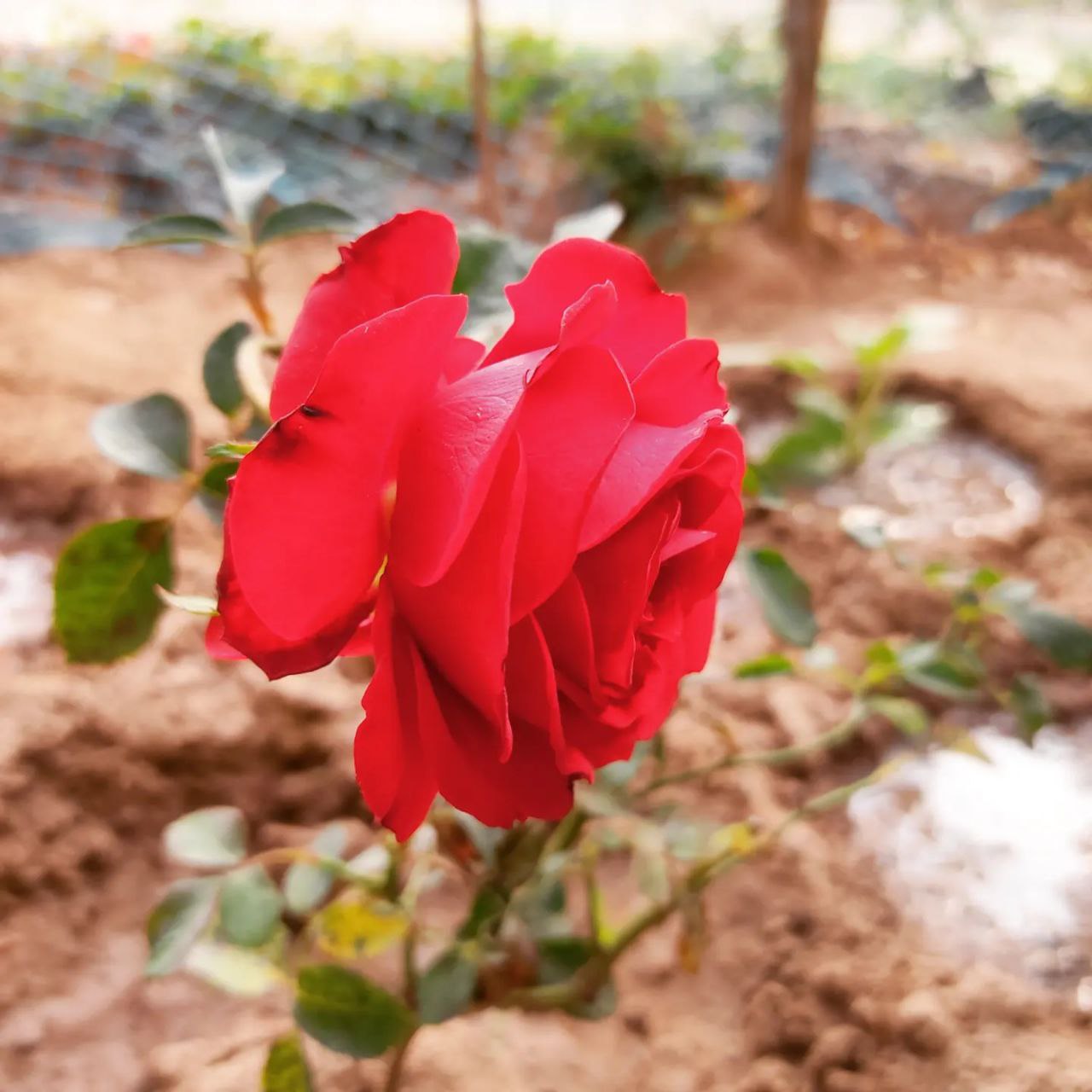 a red flower in a desert